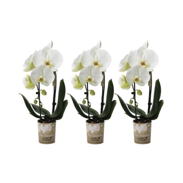 ORHIDEJA KASKADA BELA L9