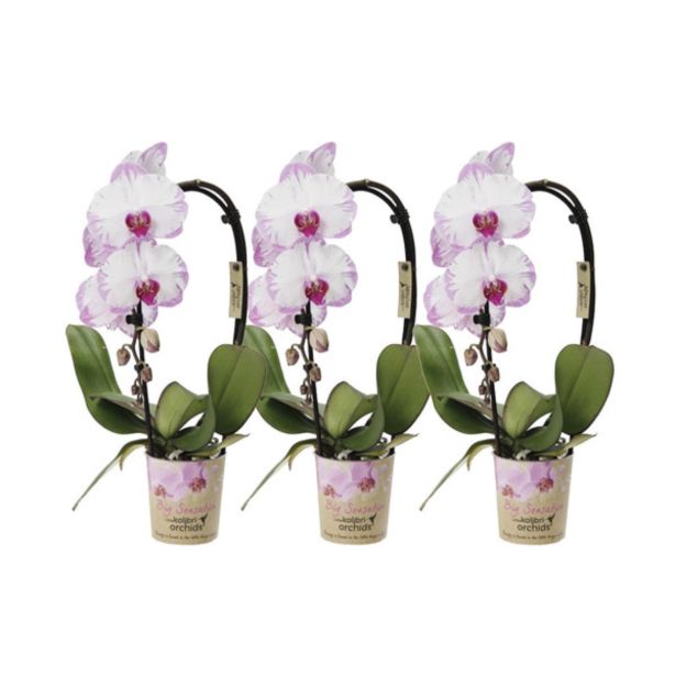 ORHIDEJA KASKADA PISANA L9