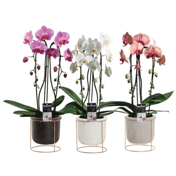 ORHIDEJA NA STOJALU L12 MIX V LONČKU VIŠ 60CM