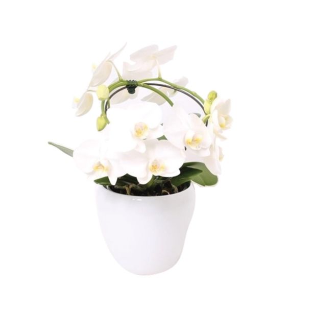 ORHIDEJA ORHIDEJA TROPIC SNOWBALL V OKRASNEM LONCU L12