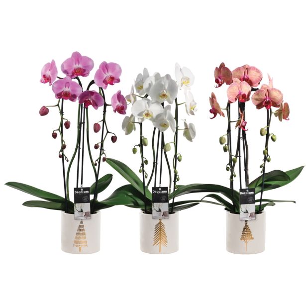ORHIDEJA V LONČKU L12 MIX VIŠ 65CM