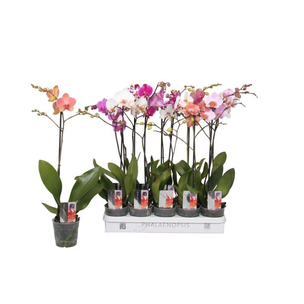 ORHIDEJA PHALAENOPSIS 1 ST RAZVEJANA L12 CM