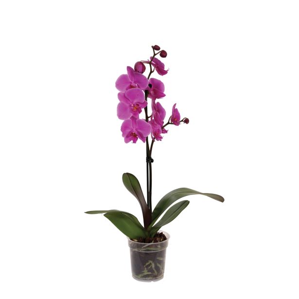 ORHIDEJA PHALAENOPSIS 1 STEBLO L12 9+ CVETOV