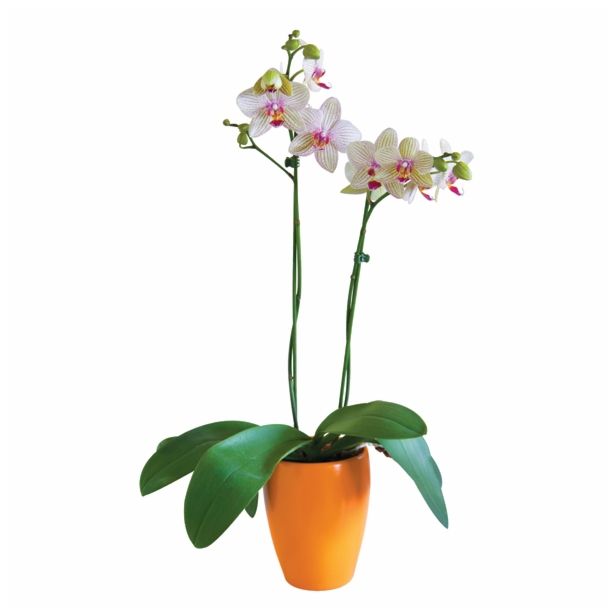 ORHIDEJA PHALAENOPSIS 2 STEBLI L12