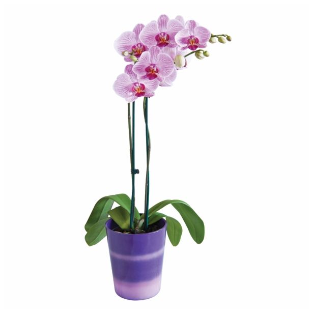 ORHIDEJA PHALAENOPSIS 2 STEBLI L12