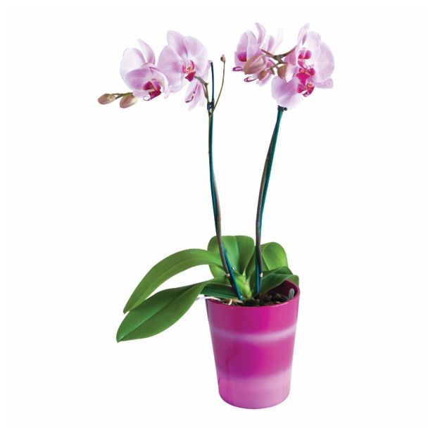 ORHIDEJA PHALAENOPSIS 2 STEBLI L12