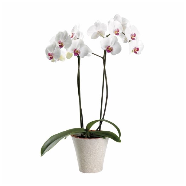 ORHIDEJA PHALAENOPSIS 2 STEBLI L12 V OKRASNEM LONCU L16