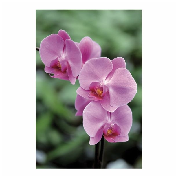 ORHIDEJA PHALAENOPSIS 2 STEBLI L12 V OKRASNEM LONCU L16