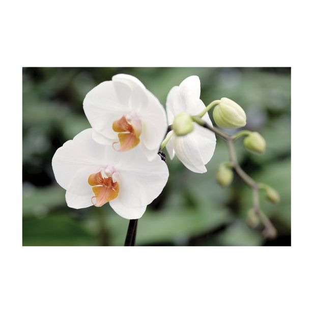 ORHIDEJA PHALAENOPSIS 2 STEBLI L12 V OKRASNEM LONCU L16