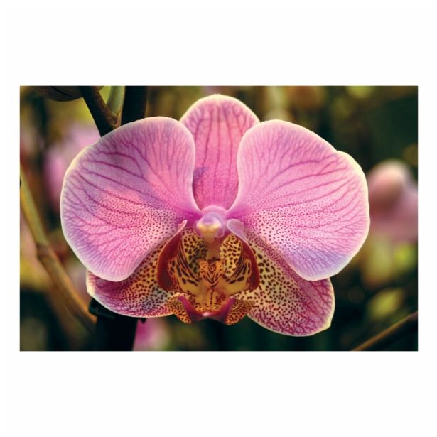 ORHIDEJA PHALAENOPSIS 2 STEBLI L12 V OKRASNEM LONCU L16