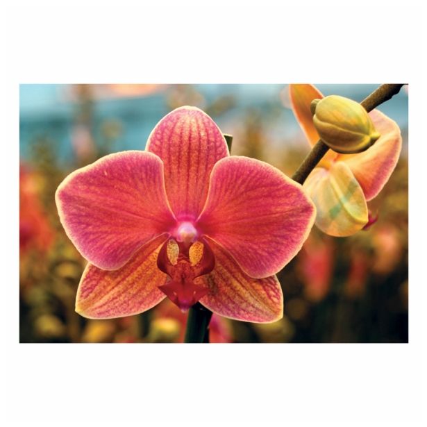 ORHIDEJA PHALAENOPSIS 2 STEBLI L12 V OKRASNEM LONCU L16