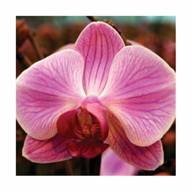 ORHIDEJA PHALAENOPSIS 2 STEBLI L12 V OKRASNEM LONCU L16