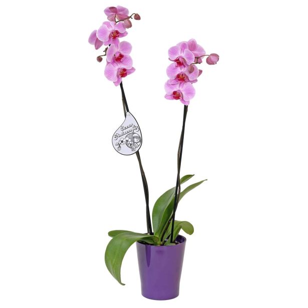 ORHIDEJA PHALAENOPSIS 2 STEBLI L12 V OKRASNEM LONCU L16