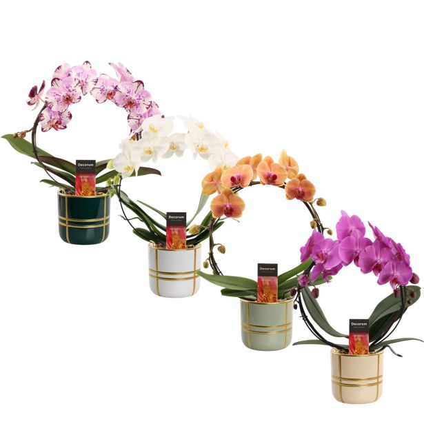 ORHIDEJA PHALAENOPSIS 2ST NA KROGU V OKRAS. LON. L12 CM