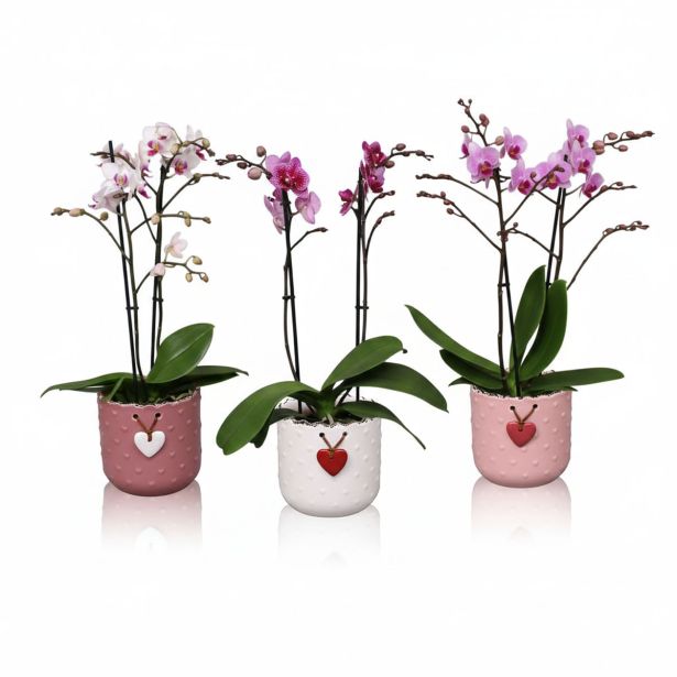 ORHIDEJA PHALAENOPSIS 2ST RAZV. V OKRAS. LON. MILA L12 CM