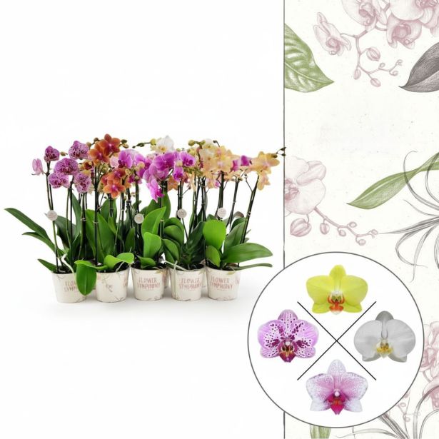 ORHIDEJA PHALAENOPSIS 3 ST L12 CM