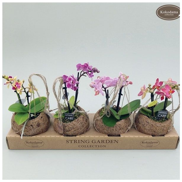 ORHIDEJA PHALAENOPSIS MINI KOKODAMA