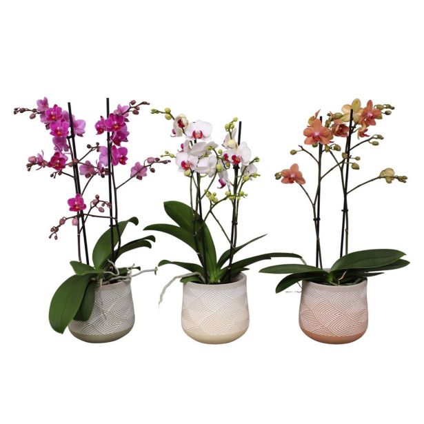 ORHIDEJA PHALAENOPSIS MULT. 2ST V OKRAS. LON. CESTRE L12 CM