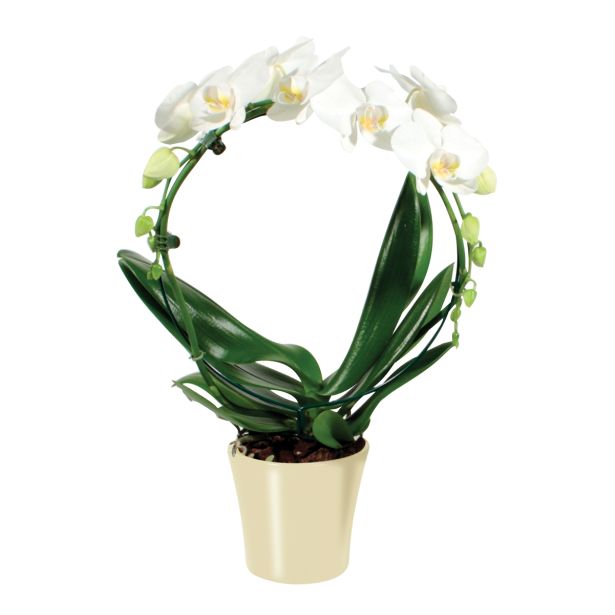 ORHIDEJA PHALAENOPSIS OBLIKOVAN KROG L12