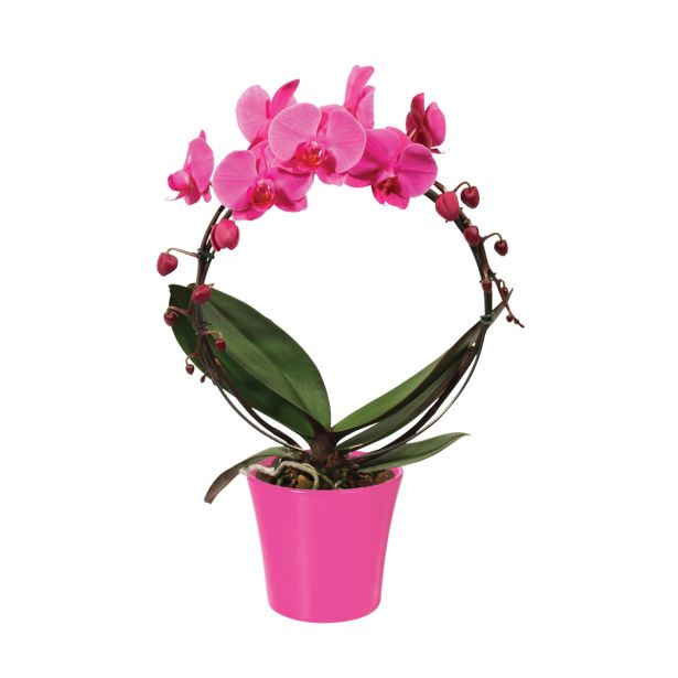 ORHIDEJA PHALAENOPSIS OBLIKOVAN KROG L12