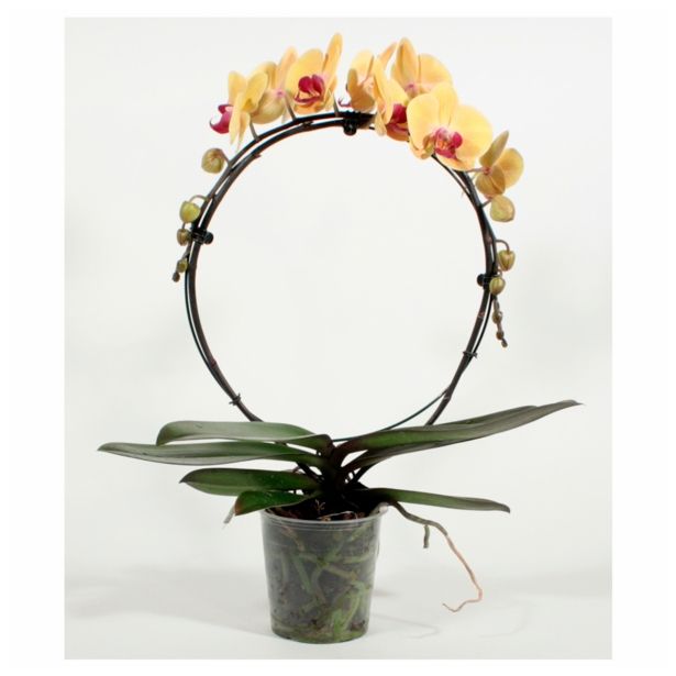 ORHIDEJA PHALAENOPSIS OBLIKOVAN KROG L12