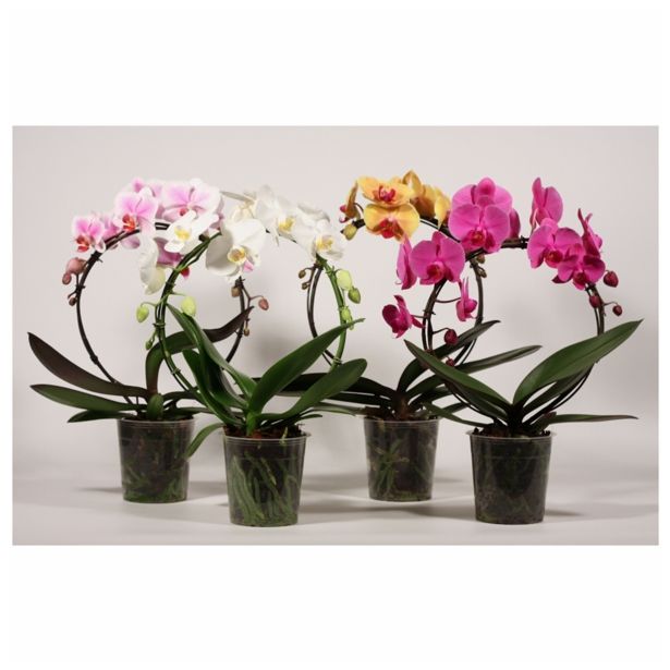 ORHIDEJA PHALAENOPSIS OBLIKOVAN KROG L12