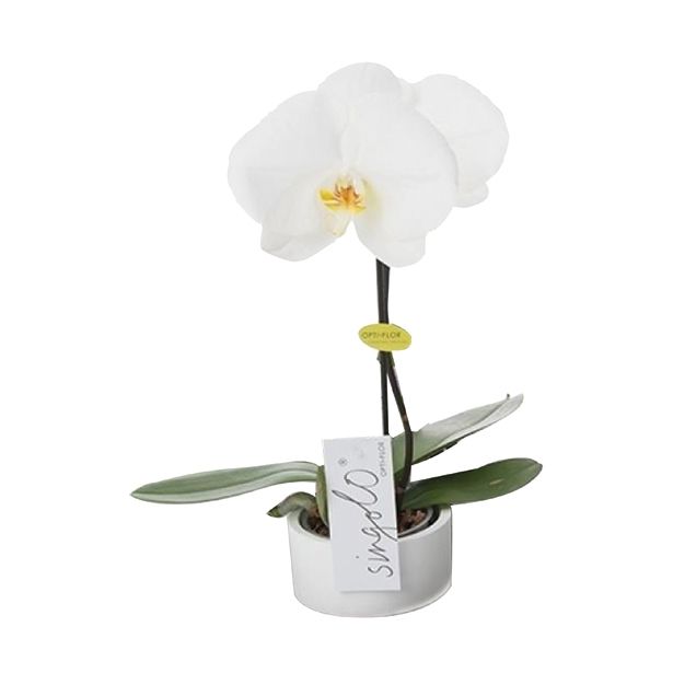 ORHIDEJA PHALAENOPSIS SINGOLO L9