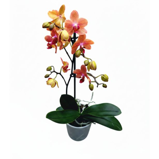 ORHIDEJA PHALAENOPSIS SUNSET LOVE 1ST RAZV. L12