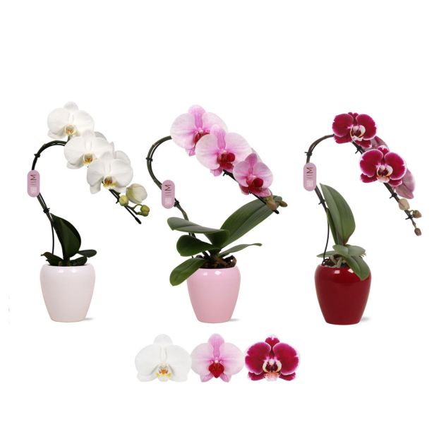 ORHIDEJA PHALAENOPSIS SWAN MIX V OKRAS. LON. L7 CM