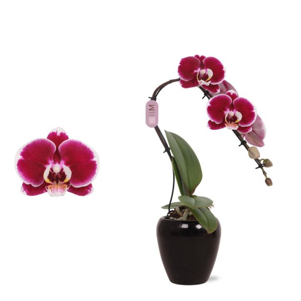 ORHIDEJA PHALAENOPSIS SWAN RED V OKRAS. LON. L7 CM