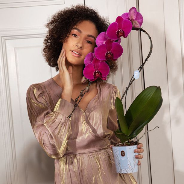 ORHIDEJA PHALAENOPSIS SWAN RED V OKRAS. LON. L7 CM