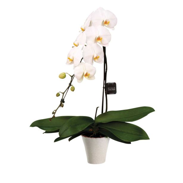 ORHIDEJA PHALAENOPSIS WATERFALL L15