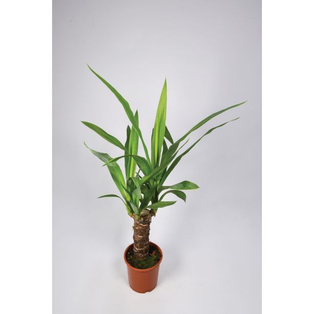 ORHIDEJA ORHIDEJA RUMENA L12