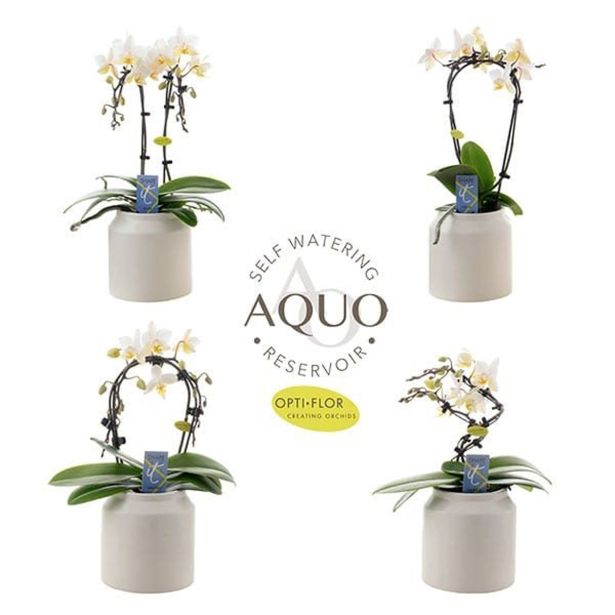 ORHIDEJA SHAPE-IT 2-STEBELNA OKR. LONEC L7