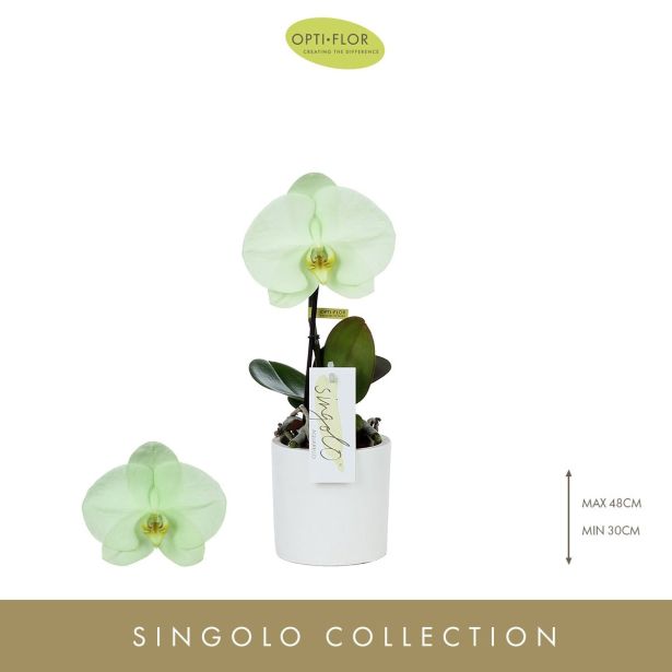 ORHIDEJA SINGOLO WHITE OKR. LONEC 1-STEBELNA L9