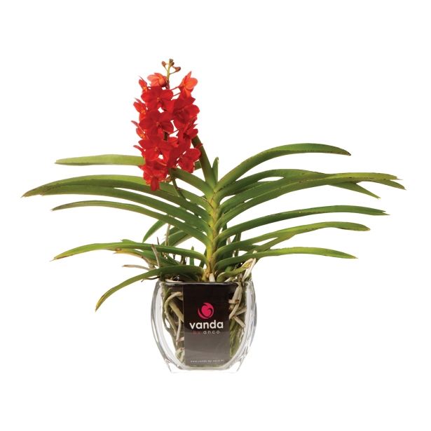 CVETOČA SOBNA RASTLINA VANDA MIX