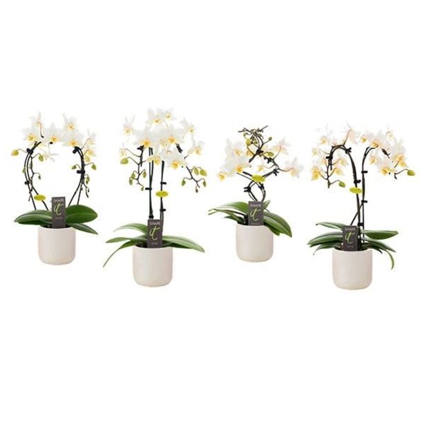 ORHIDEJA WHITE 2-STEBELNA OKR. LONEC L7