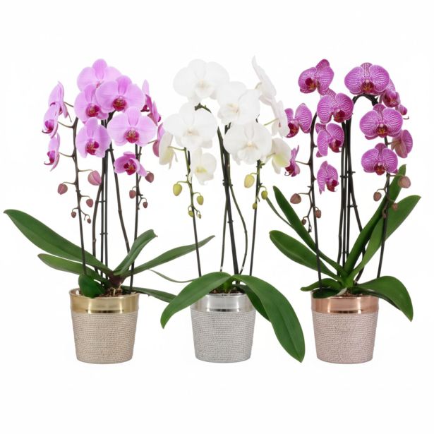 ORHIDEJA X-MAS CASCADE 2ST V OKRAS. LON L12 CM