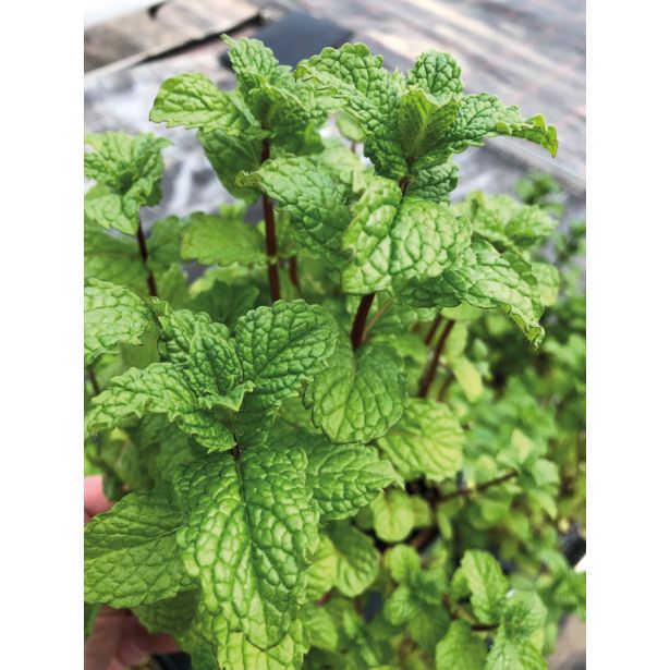 META VOLMARY ORIENTALSKA TASHKENT L12