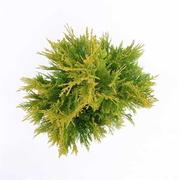 TUJA ORJAŠKI KLEK GOLDY L19