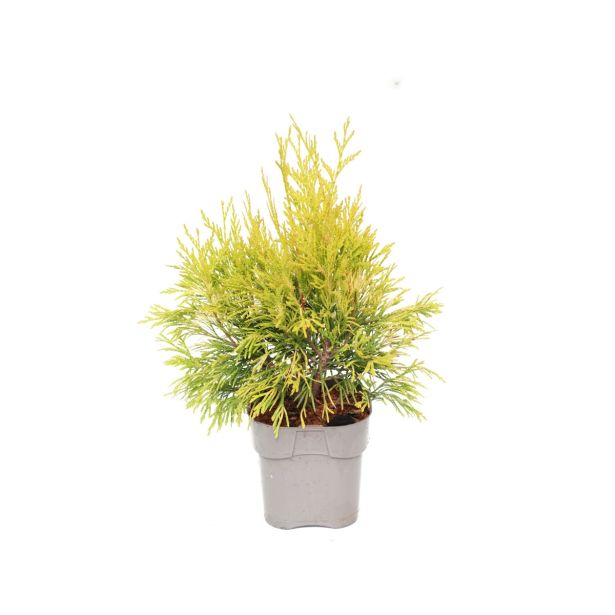 TUJA ORJAŠKI KLEK GOLDY L19