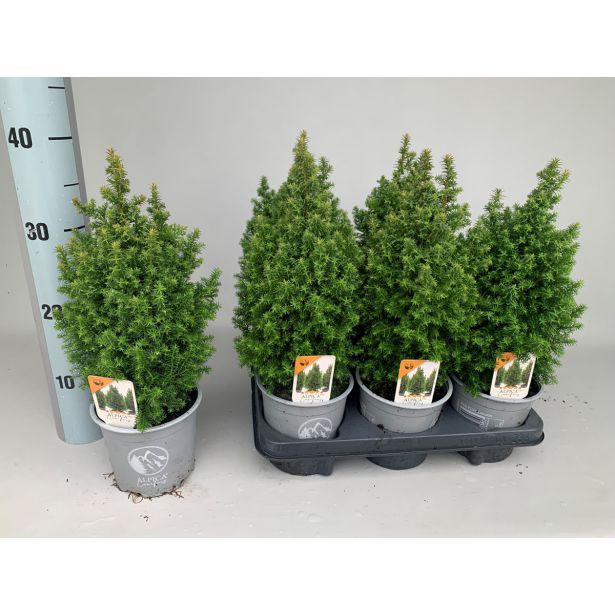 PACIPRESA ALPICA L11 CM