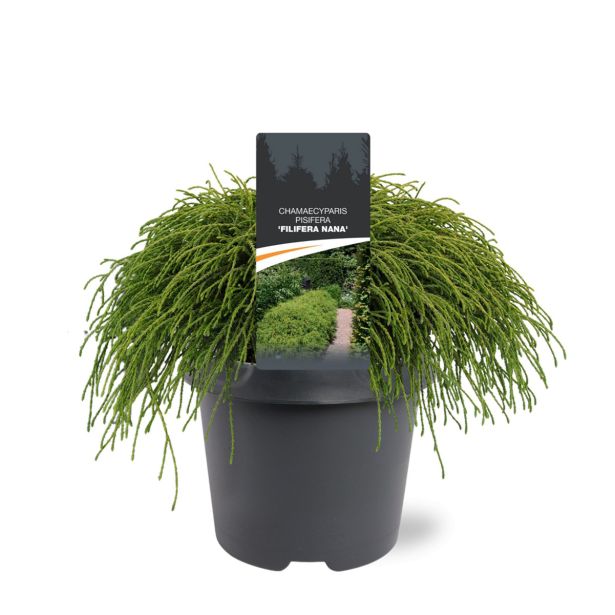 PACIPRESA GRAHASTA FILIFERA NANA L23
