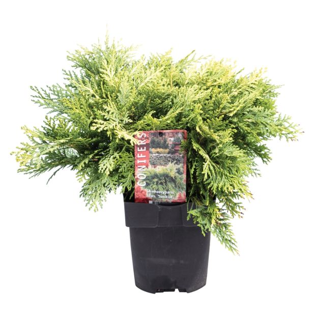 PACIPRESA LAVSONOVA L17