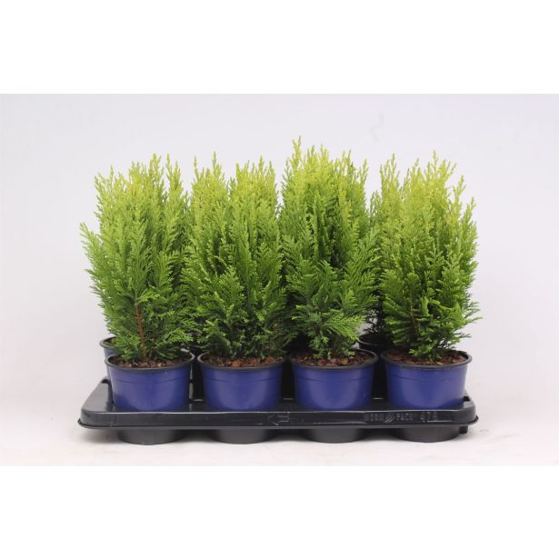 PACIPRESA LAWSONOVA ELLWOODS EMPIRE L13