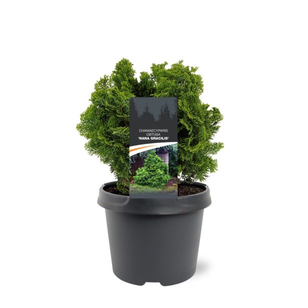 PACIPRESA OBTUSA NANA GRACILIS L3 L