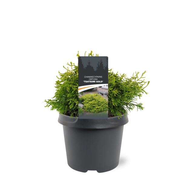 PACIPRESA OBTUSA TSATSUMI GOLD L3 L