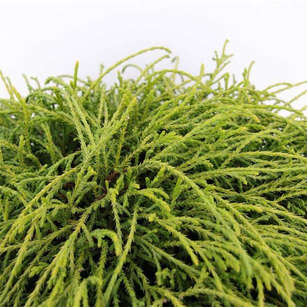 PACIPRESA PIS. FILIFERA NANA L19 CM