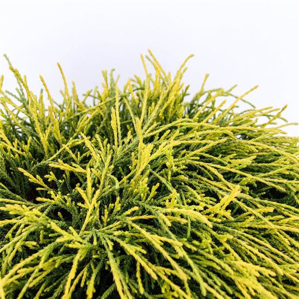 PACIPRESA PIS. SUNGOLD L3 L