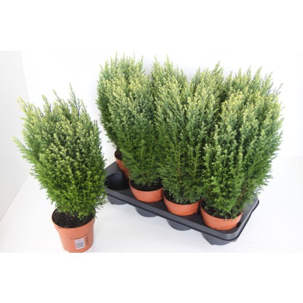 PACIPRESA SNOW WHITE L11 CM